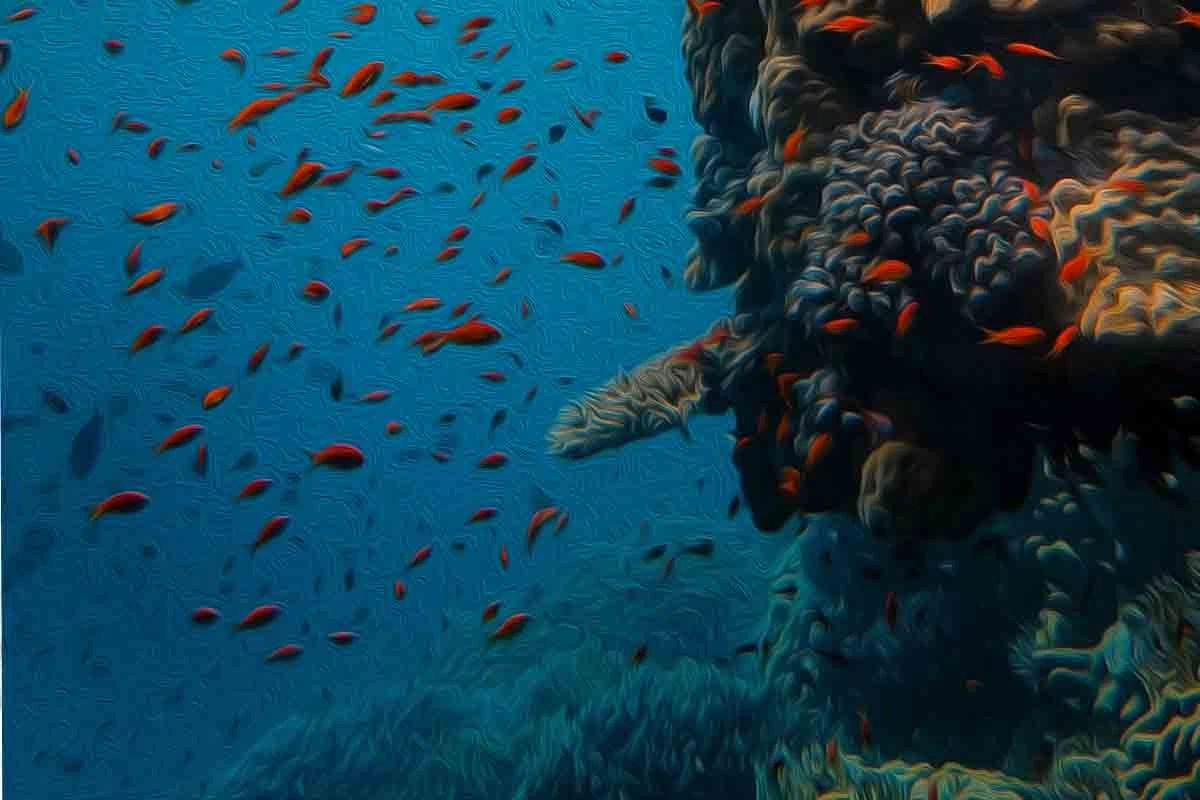 Coral Travel opinie: Czy warto skorzystać z ich usług w 2025? Underwater scene with a coral reef and numerous small red fish swimming around it.