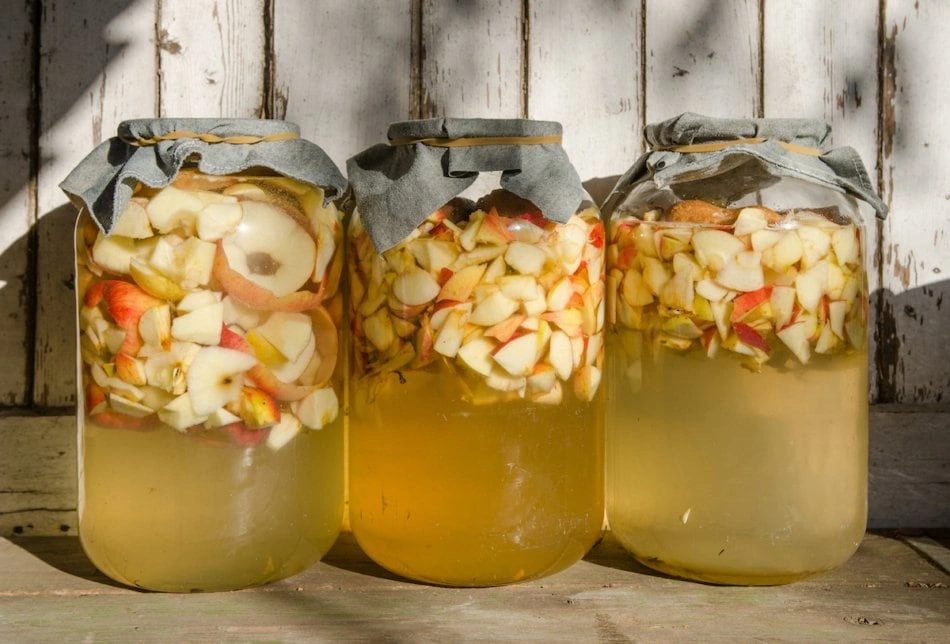 Jak Zrobić Ocet Jabłkowy: Sprawdzony Przepis Z 1932 Roku Three jars filled with chopped apples and liquid fermenting to make homemade apple cider vinegar.