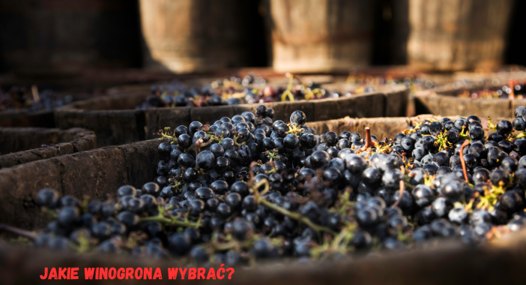 Jak zrobić wino z winogron? Przewodnik Krok po Kroku Jak zrobić wino z winogron? Przewodnik Krok po Kroku