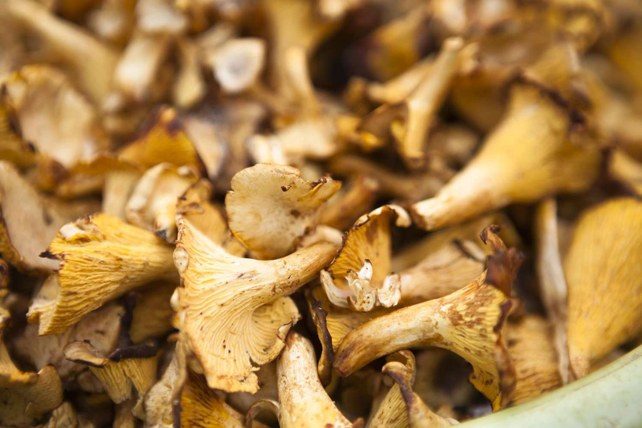 Jak suszyć grzyby w piekarniku elektrycznym krok po kroku Close-up of dried chanterelle mushrooms spread out, showing their yellowish-brown color and textured gills.