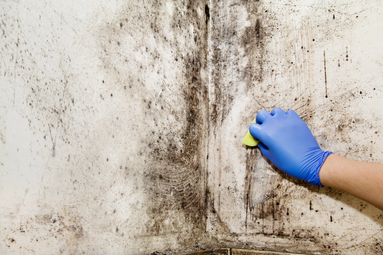 Jak Pozbyć Się Wilgoci z Domu: Szybkie i Skuteczne Rozwiązania Hand in blue glove cleaning moldy wall corner with sponge to assess moisture and mold risk.